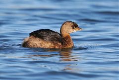 Pied-billed Grebe